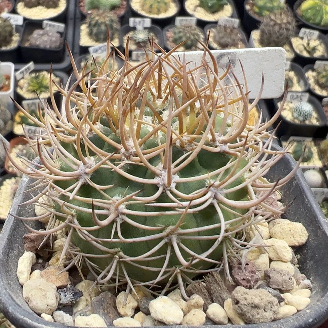 319实生金刺逆豹丸的