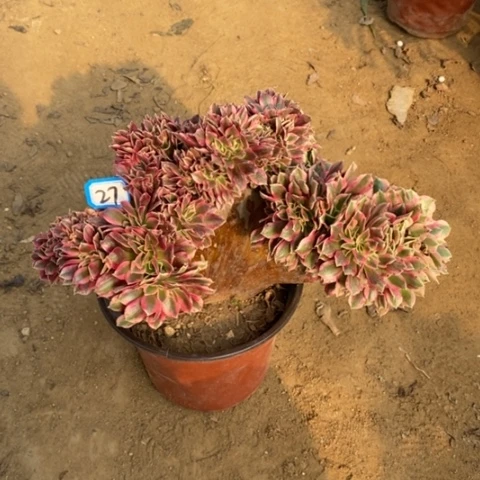 粉女巫缀一物一拍