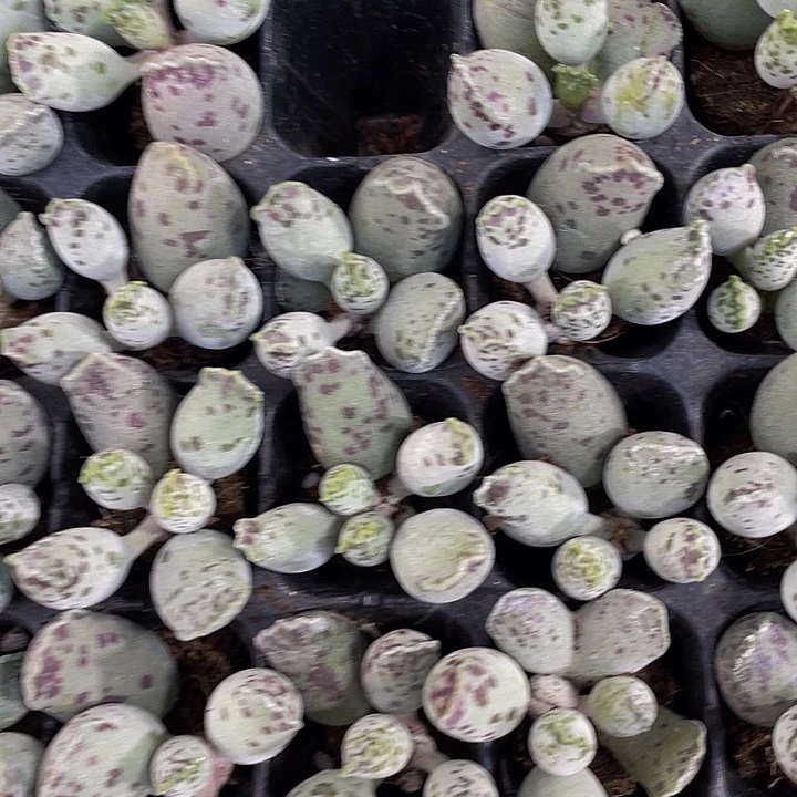 小海豹1.5带土发