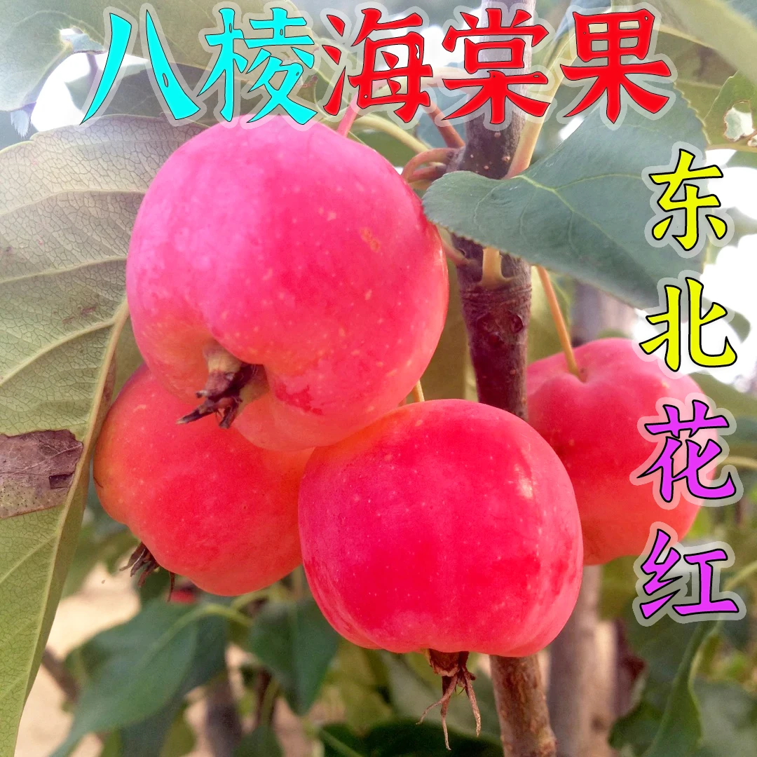 2025年新鲜八棱海棠果现摘现发花红果酸甜可口
