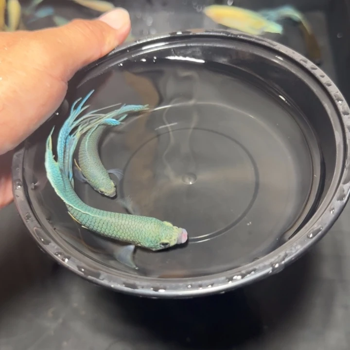 斗鱼直播间对图无纹蓝35