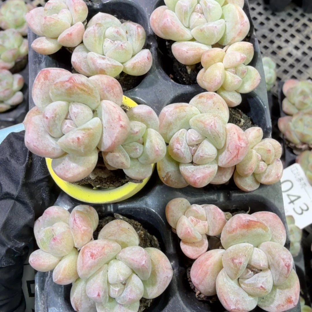 48 号到手1框，江北多肉