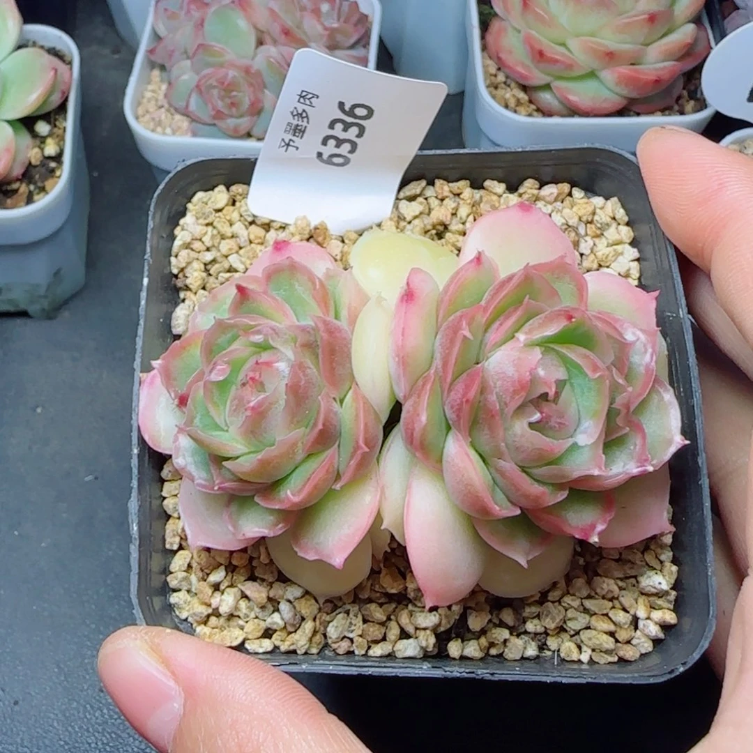 水晶虾饺，6336多肉植物