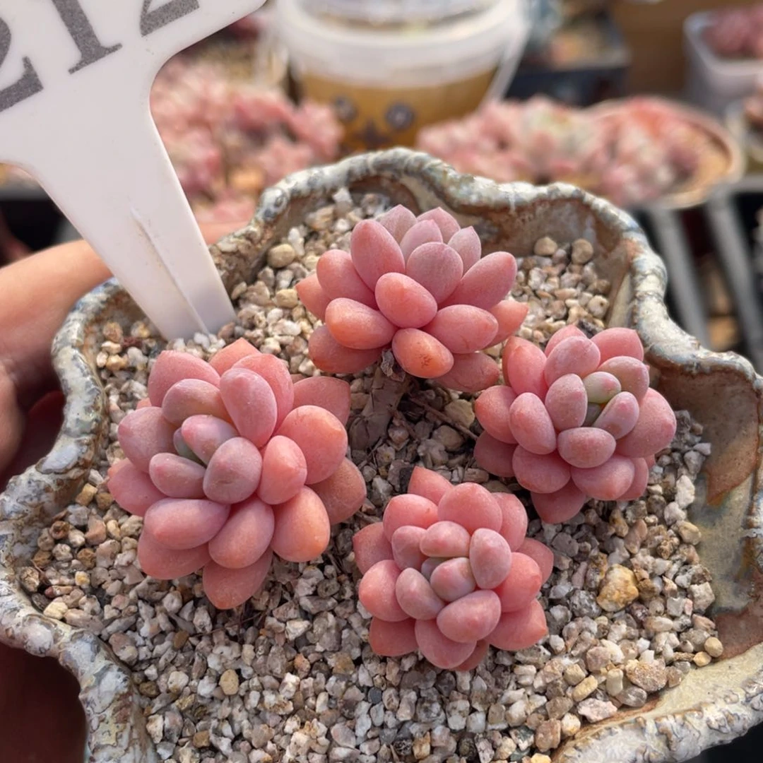 0212达芙妮不带盆7厘米