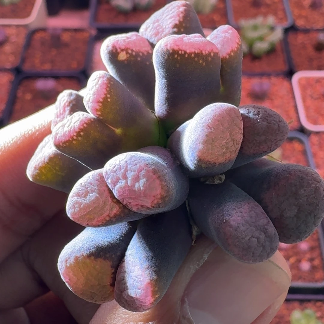 大****云缦精品番杏16.13粉红雪花麒麟
