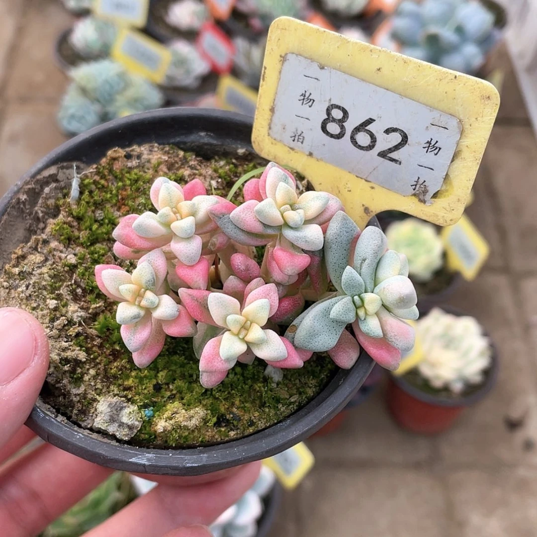 【闪购商品】862号