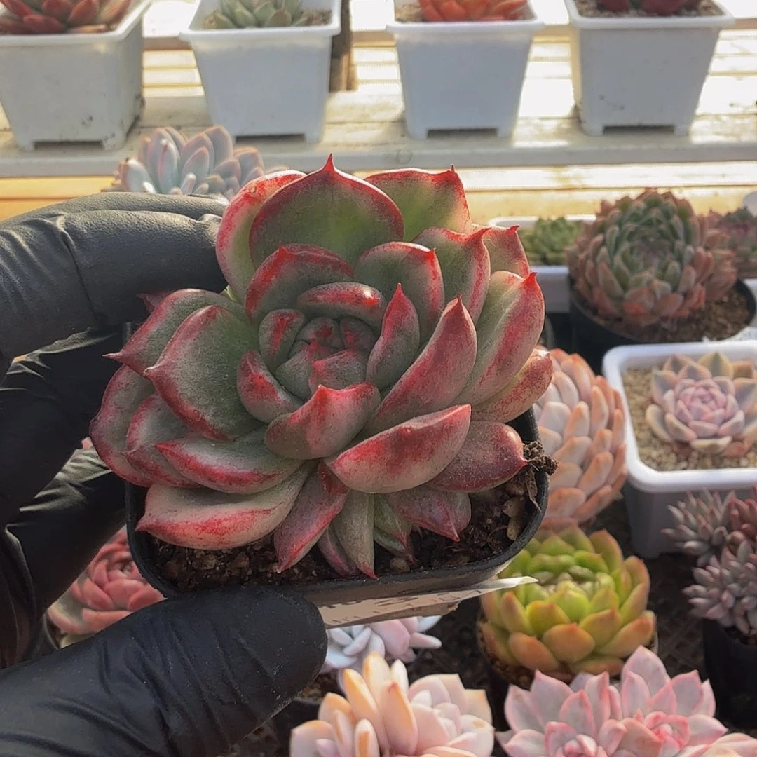 1012-37大王玛丽亚锦