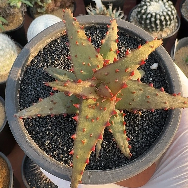 卡萨帝芦荟仙人球