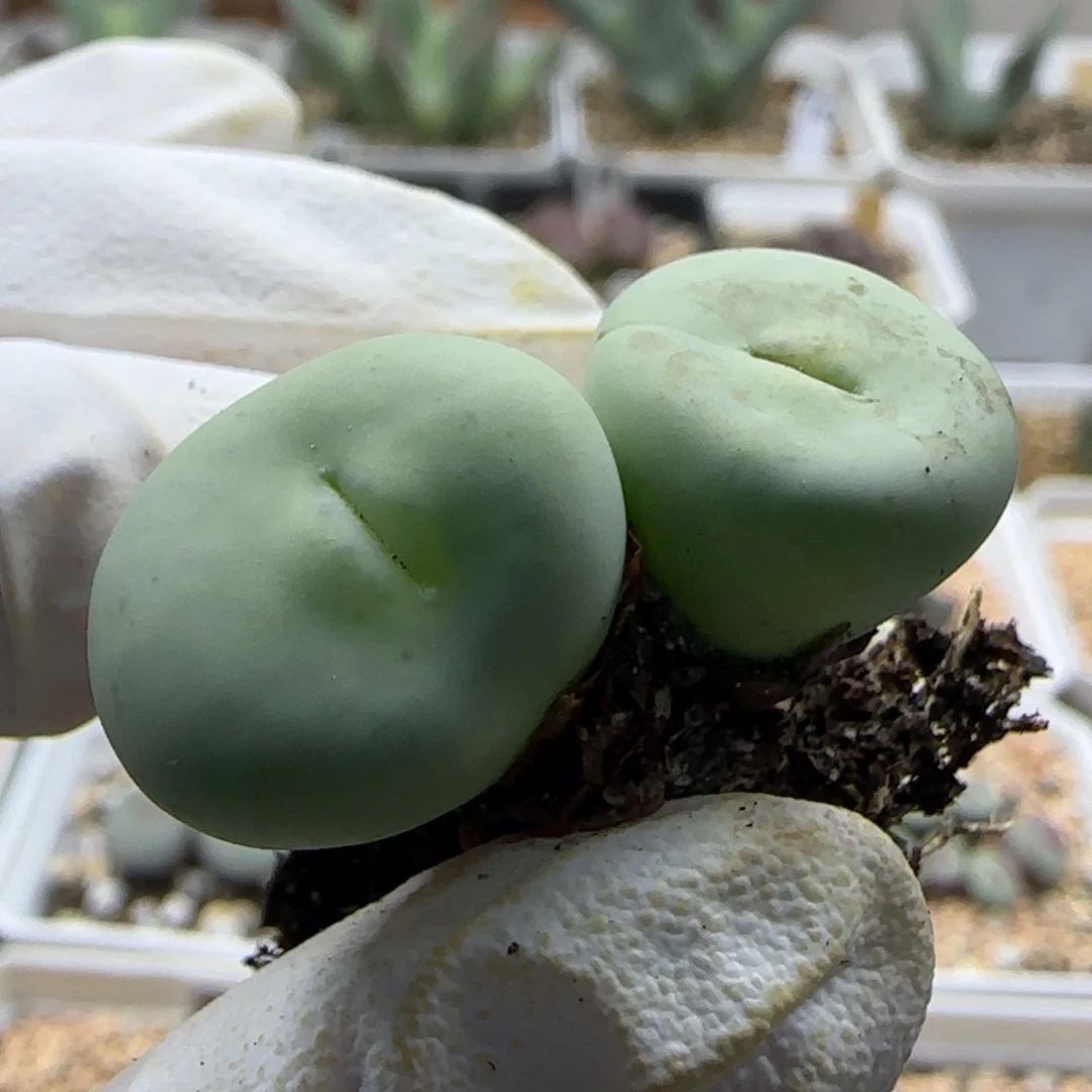 8-31-542当天满38包邮特选大型嘟嘟嘴1.9cm