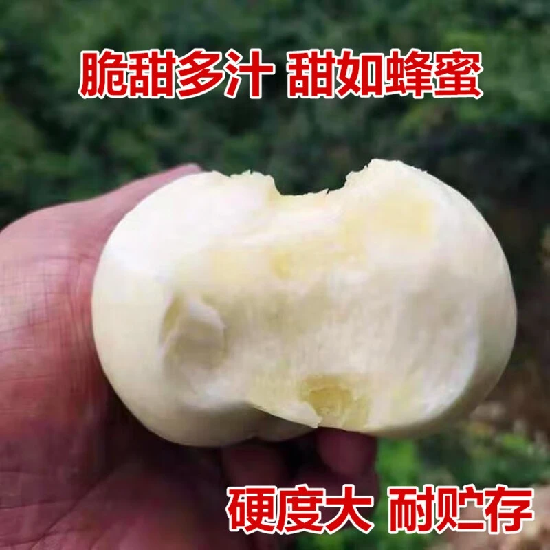 奶油白蟠桃树苗 新品种嫁接桃树苗 奶油白蟠桃苗 盆栽地栽 南北方