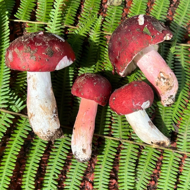 云南 新鲜野生大红菇菌 炖汤清甜 顺丰包邮