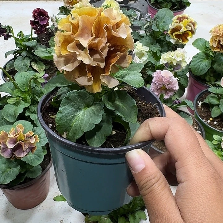 兮***花完全开放爱花姐40