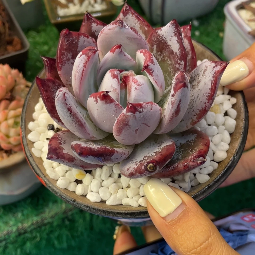 燕***来多肉植物盆栽多肉植物