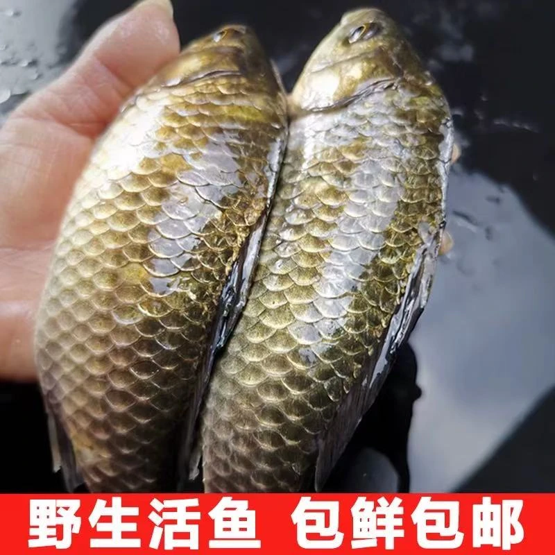 微湖野鲫鱼当天捕捞现发不杀保鲜不包活