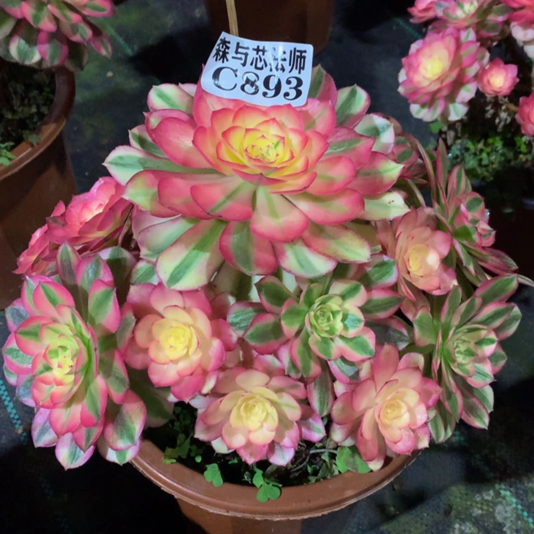 【闪购商品】893倾城