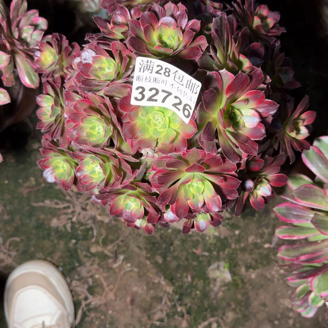 32726安娜多肉植物