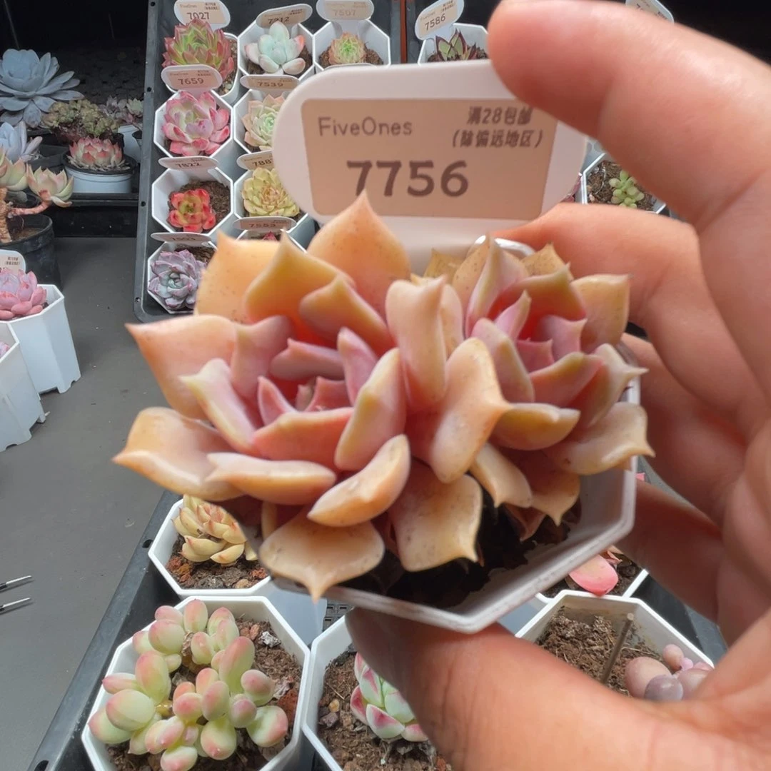 7756粉蝶5.0厘米
