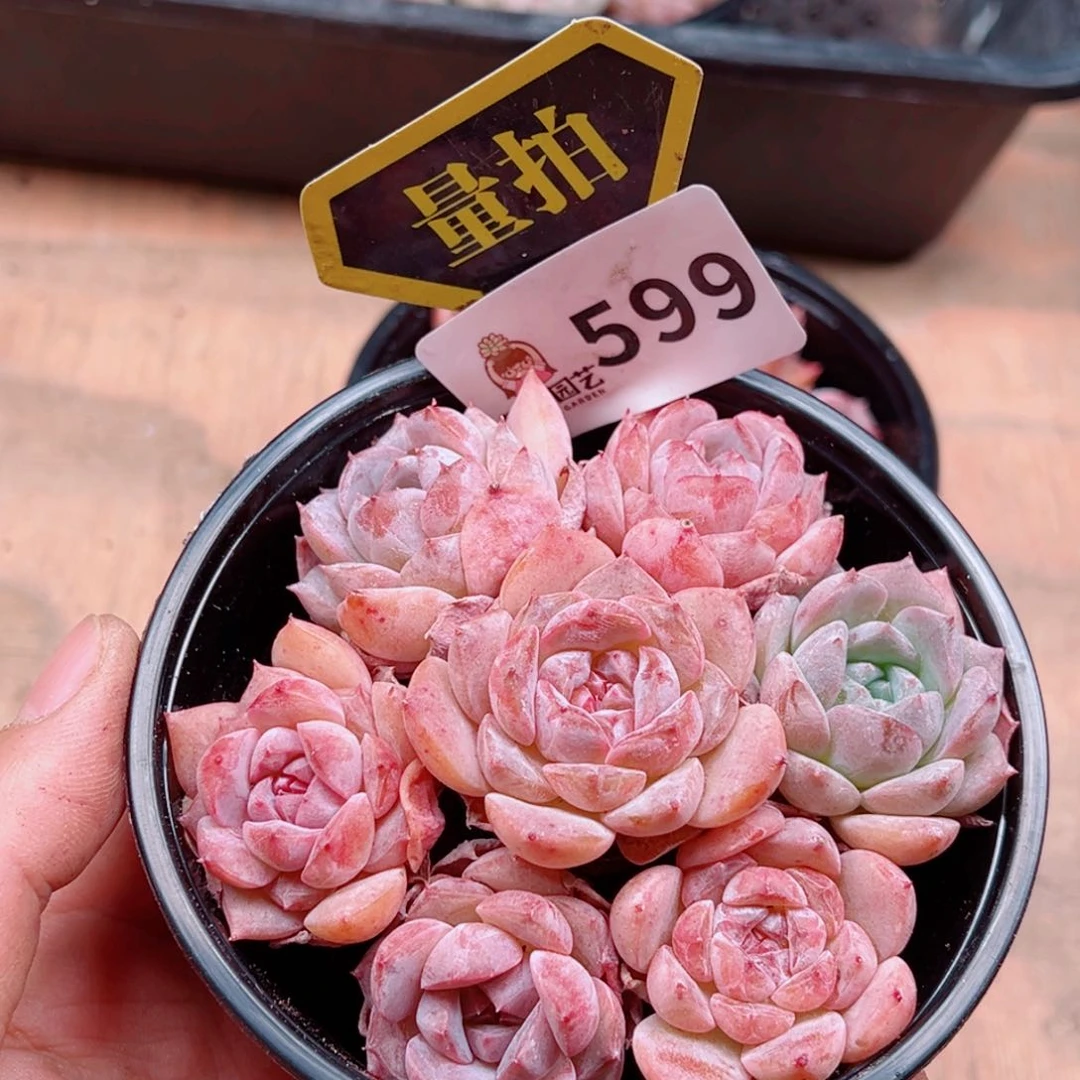 多肉植物多肉植物