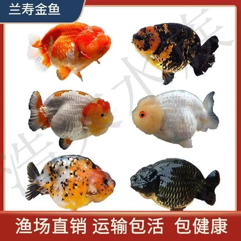 兰寿金鱼耐活好养