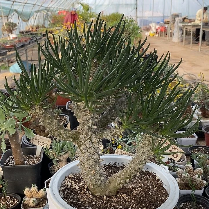 256大钟馗奇峰锦一一一一