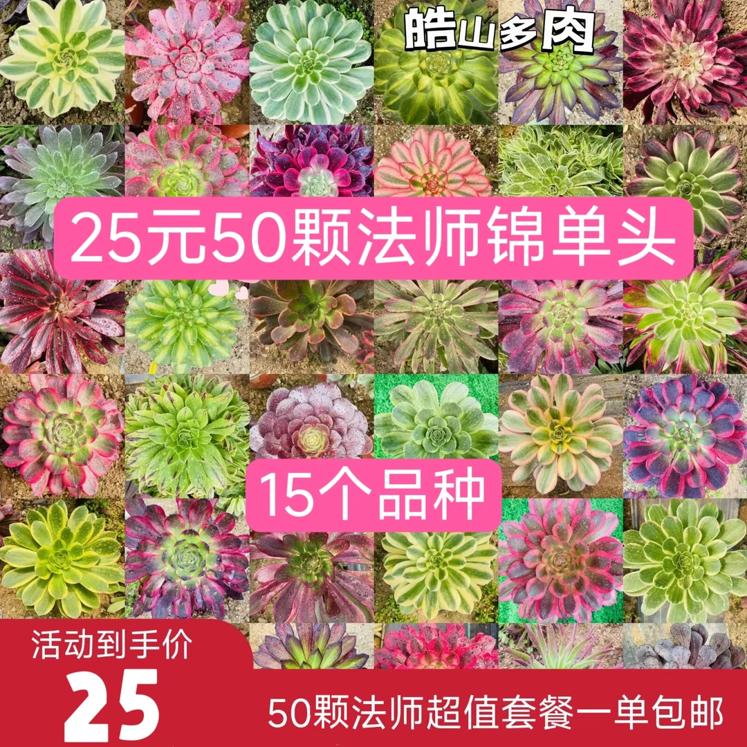 法师锦套餐组合多肉植物美杜莎女巫清仓万圣节单头盆栽花卉绿植