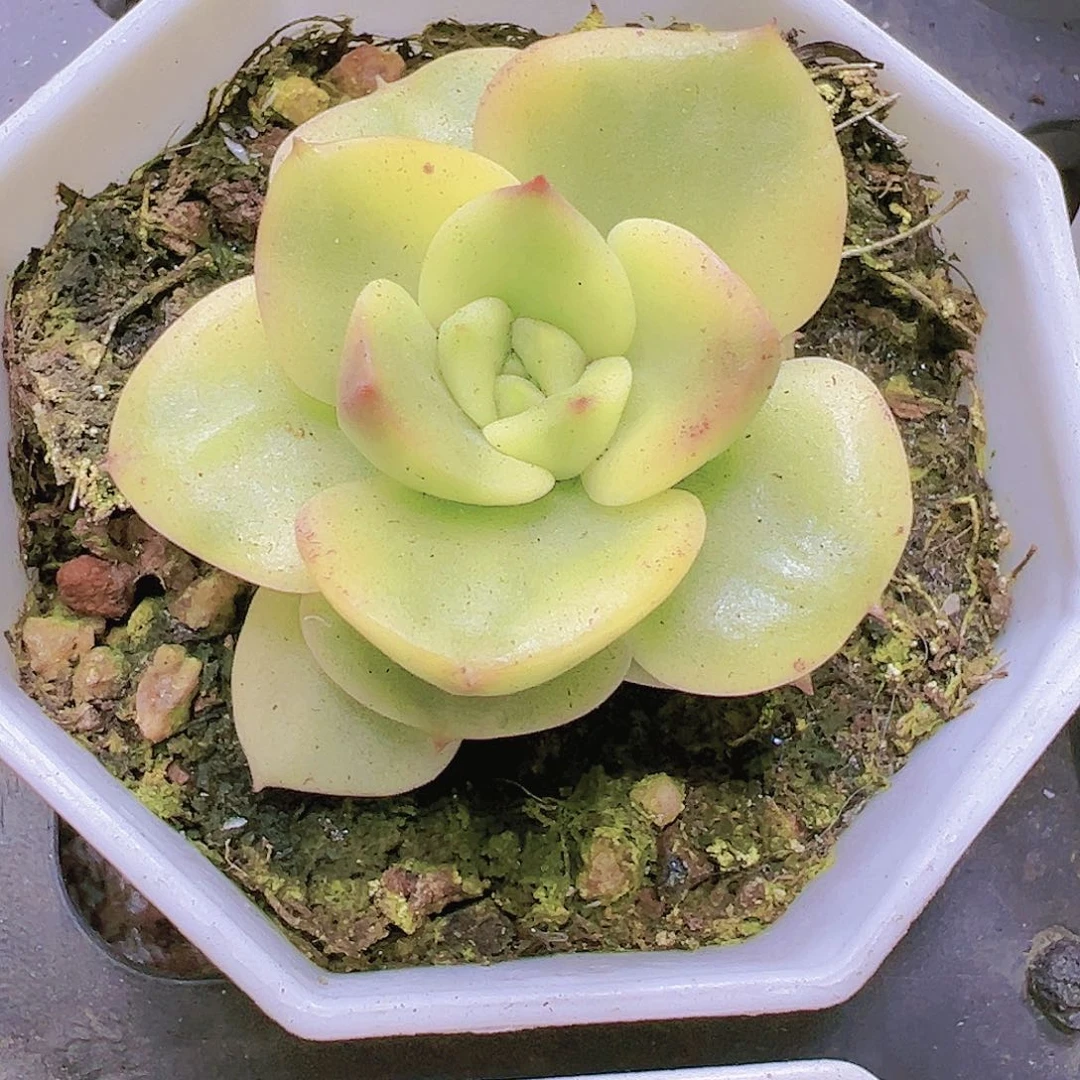 拉牡丹锦19包邮多肉