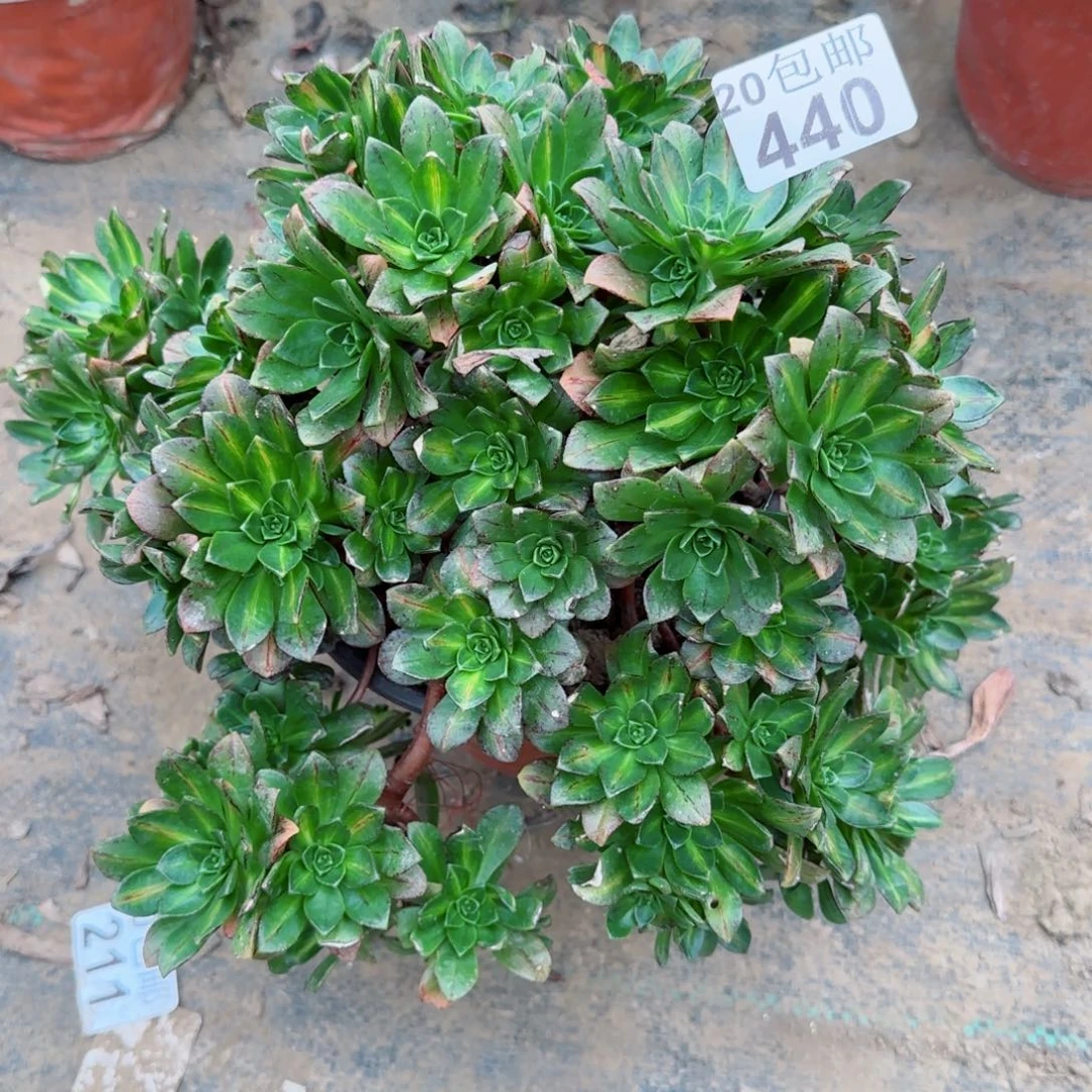 花茶440满20包邮断枝不包