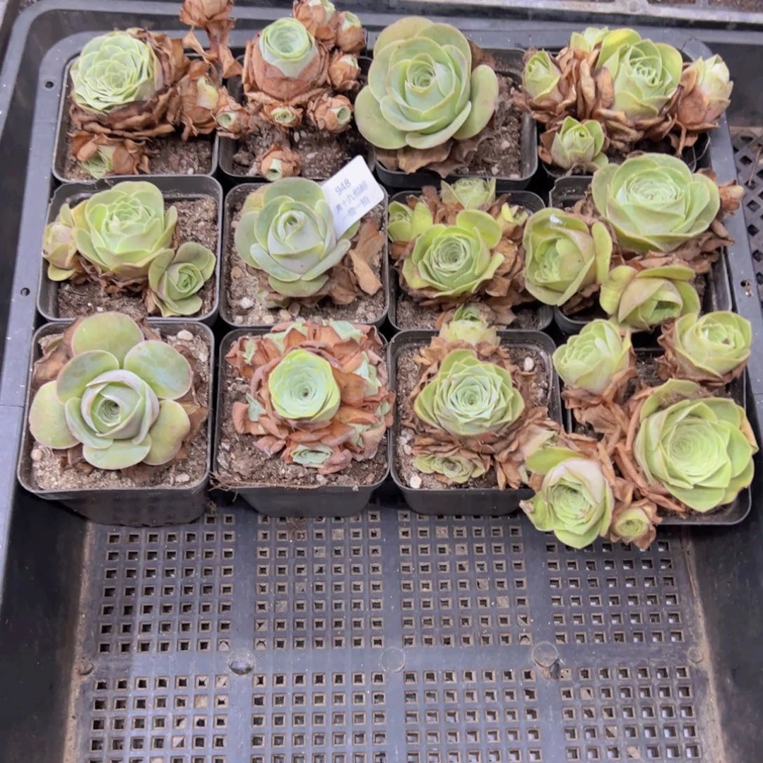 948 侧牙掉了不包损无售后