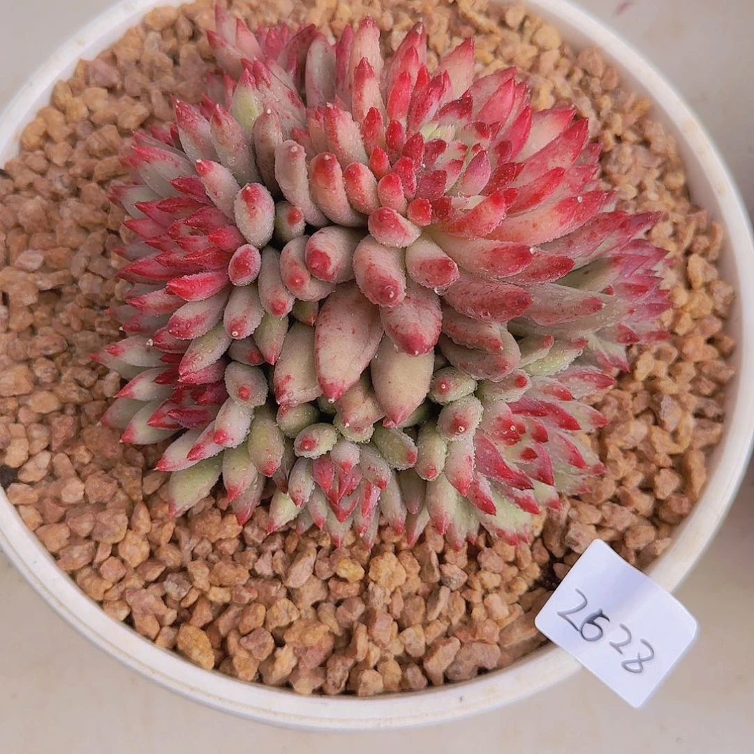 2528二代虞多肉植物