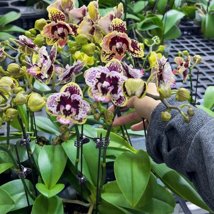 少量花朵（建议范围：2朵-5朵 或40%以下）