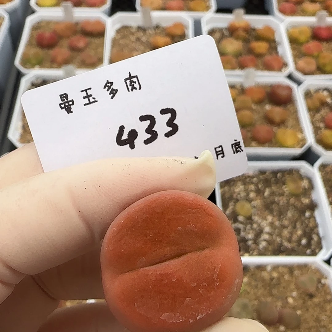 夏***天多肉多肉6.29-433