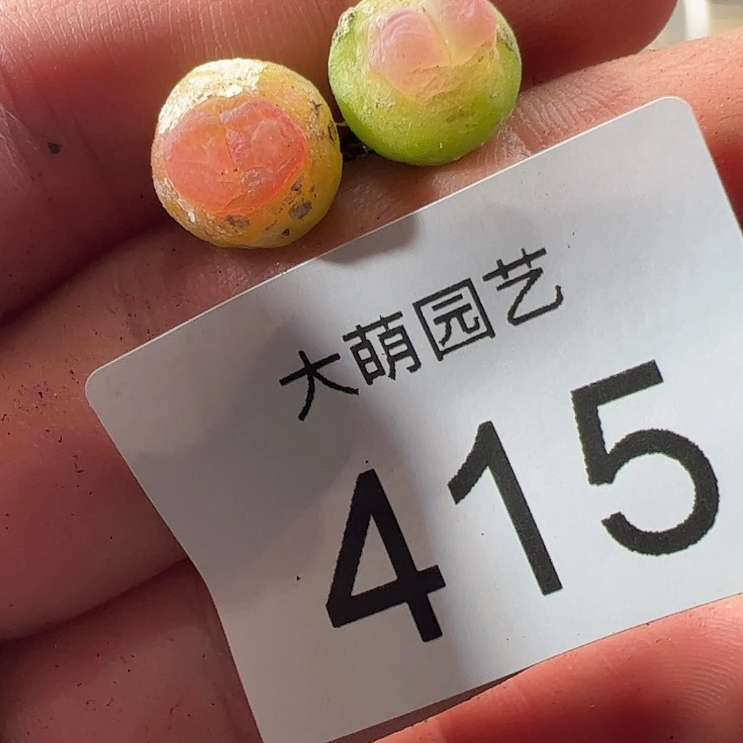 0000415 一物一拍……