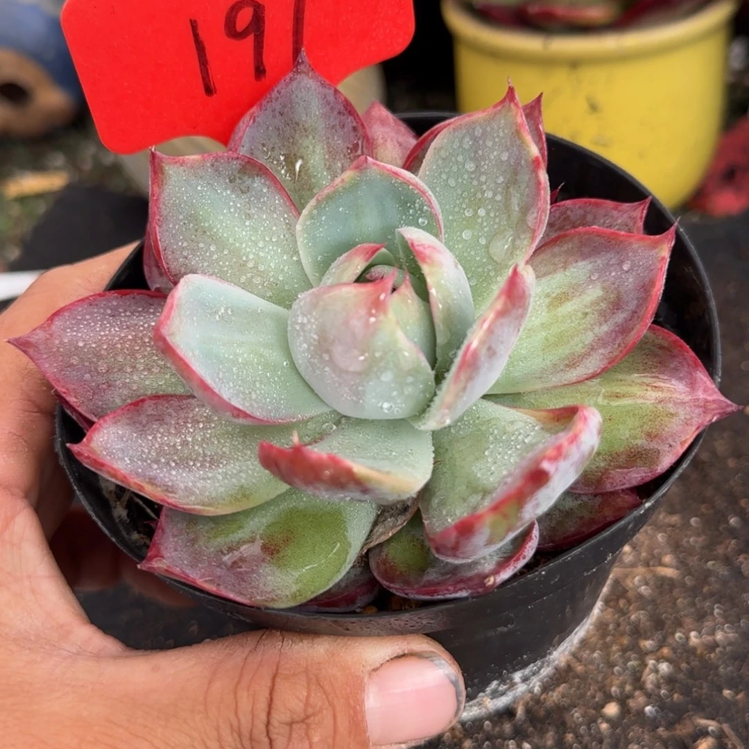 惊鸿一物一拍包装收缩花旱191