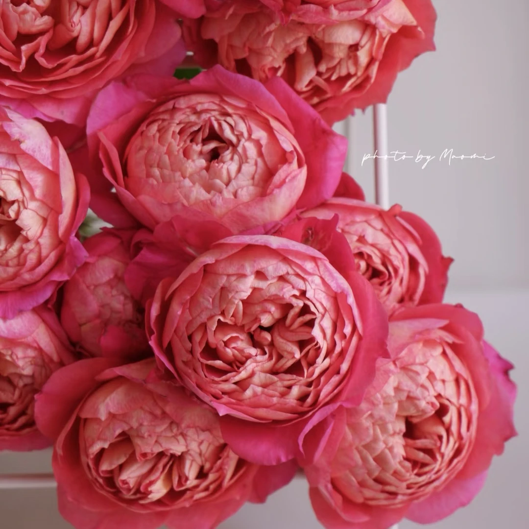 【果汁美人】复花勤花耐阴喜阳包子型抗病能力强