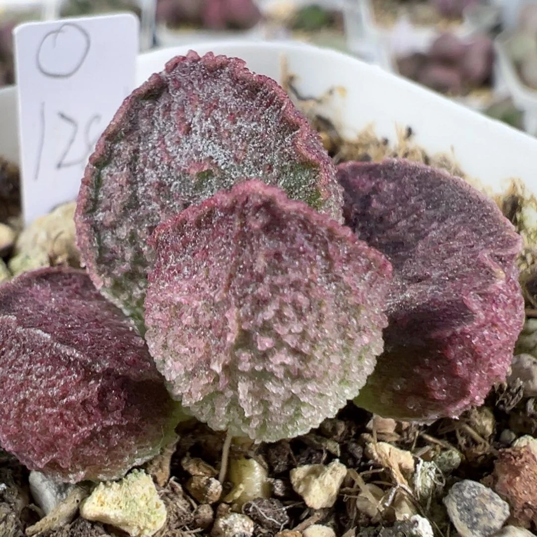 w紫色系冰晶颗粒款实生新品