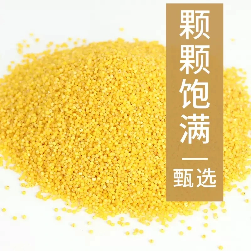 农家黄小米新米月子米