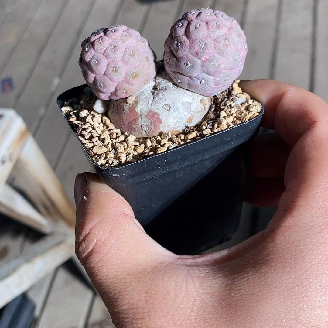 22324。  米奇头习志野。