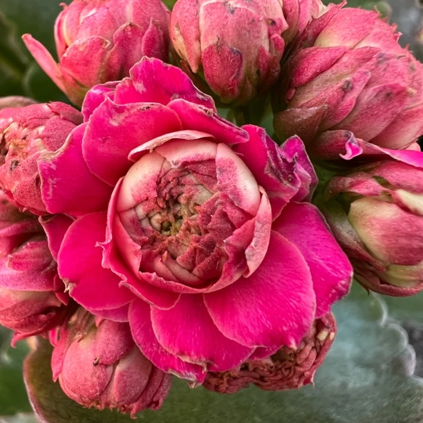 【长相思】长寿花 超大花