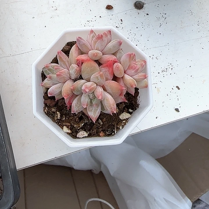 心****师青蛙王子儿童牙膏111