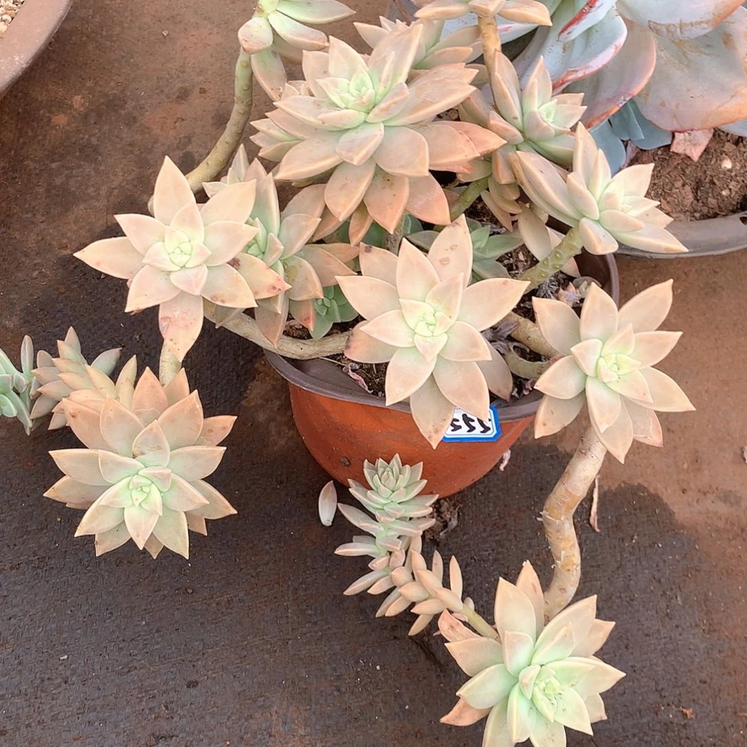 夏***风555橙色恋人一物一拍多肉