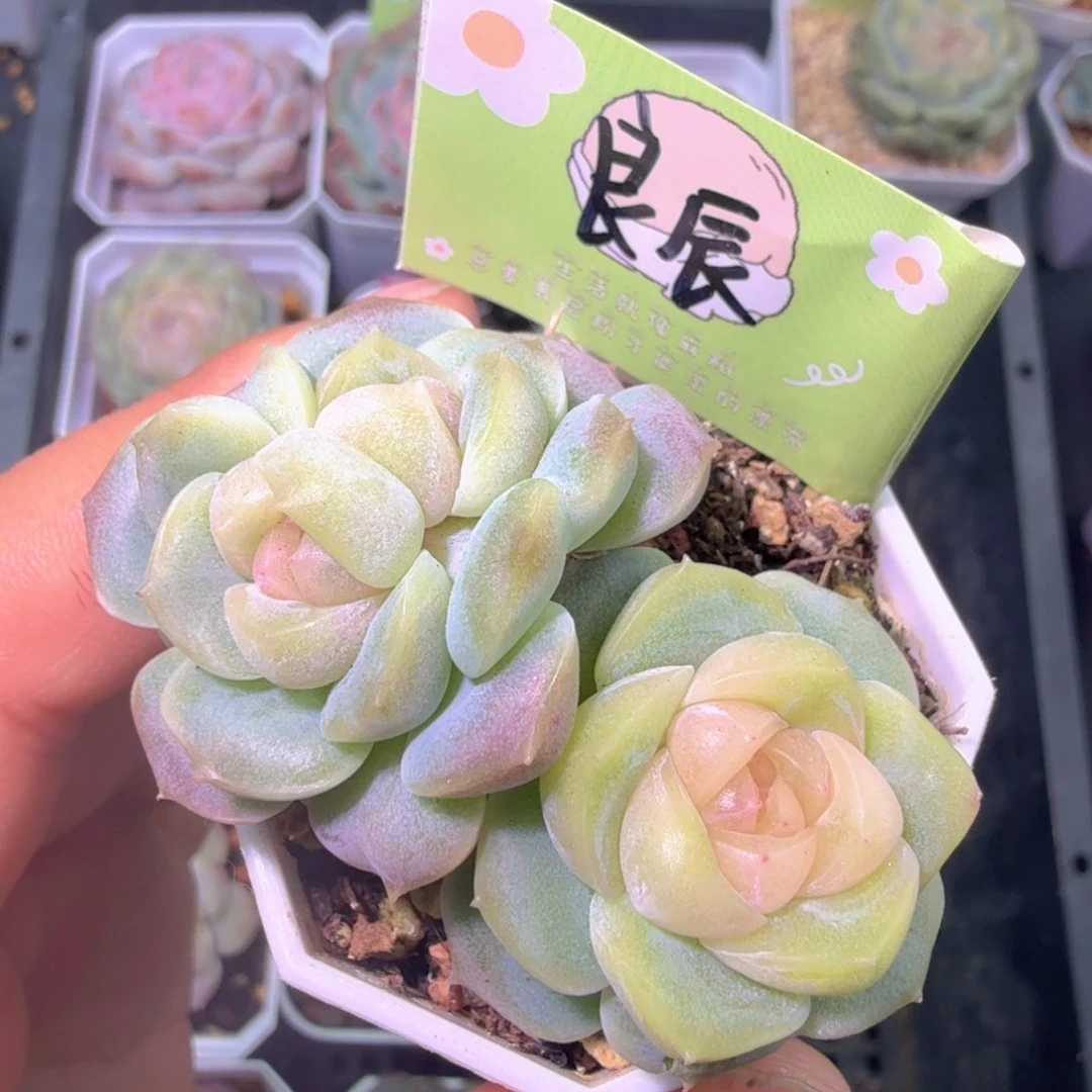 三头良辰一物一拍二十包邮