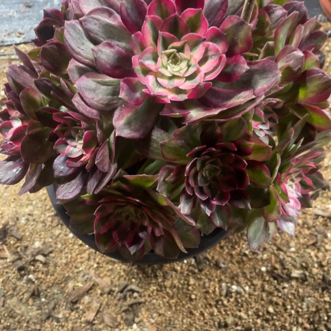 Y***-法师多肉植物等多