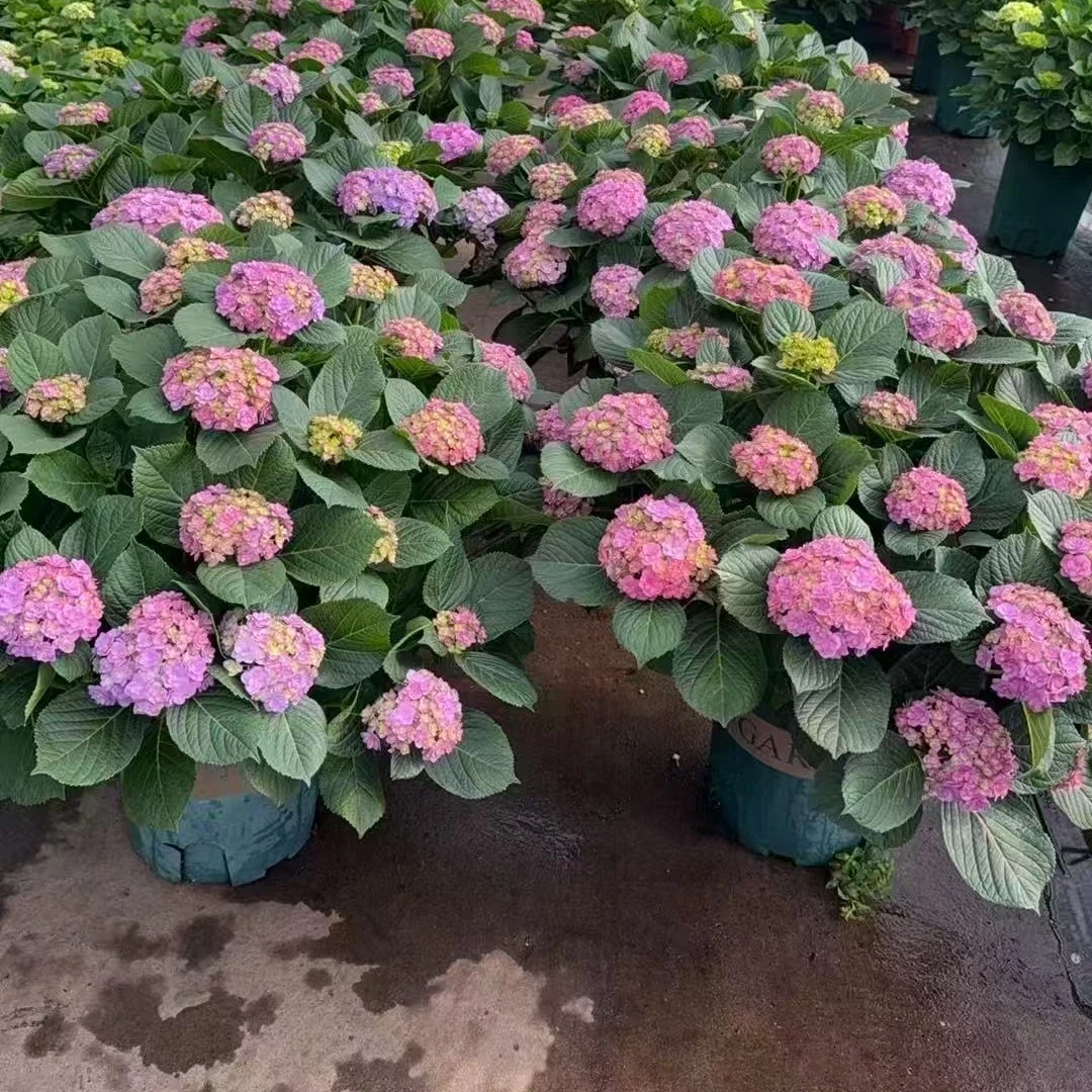 绣球花，贵州露天绣球，重瓣绣球，太阳神殿绣球，基地直发