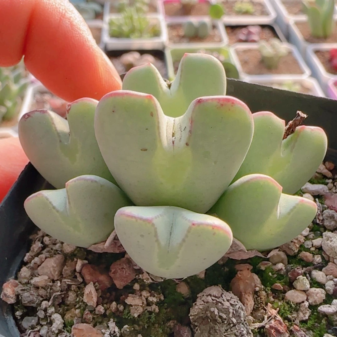 【闪购商品】21322