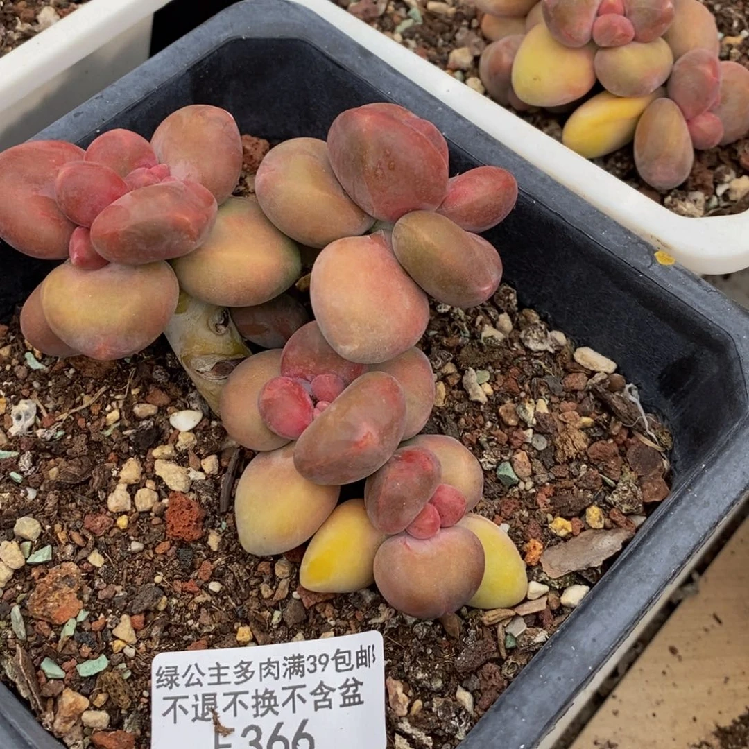 366芒果奶kk奶多肉7cm