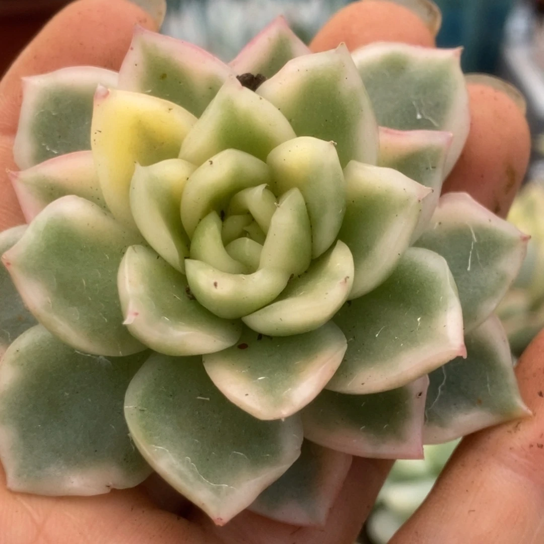 182碧浪头盖锦锦锦锦锦锦锦