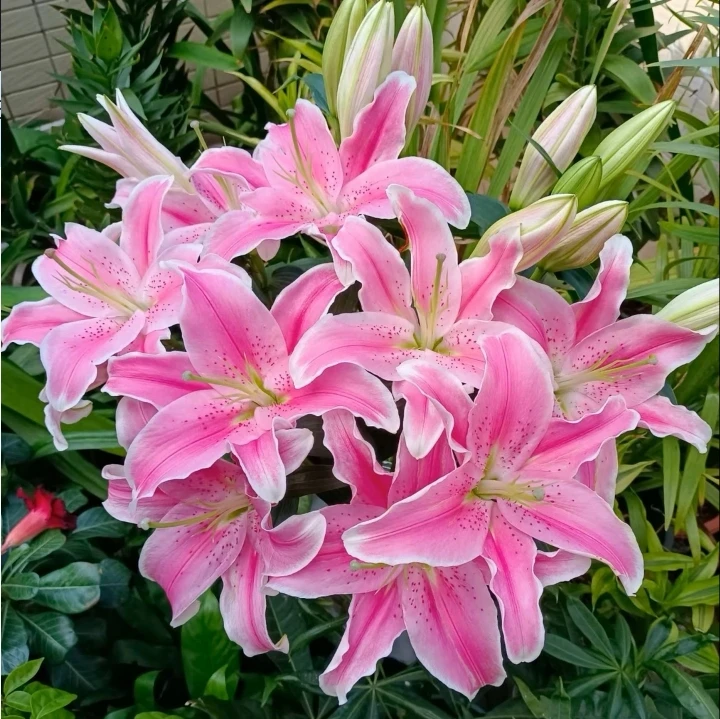 进口重瓣多头香水百合种球室内外大花卉耐寒四季盆栽绿植盆裁