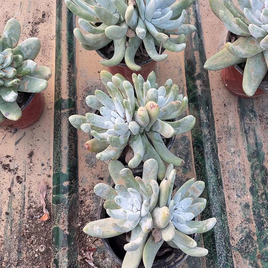 酉***神拇指仙女杯一物一拍