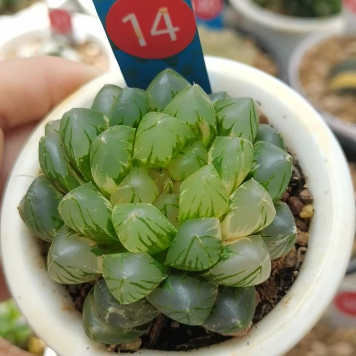 14号OM玉露锦一物一拍带盆土发货