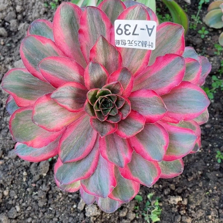 739魅金嫁接有砍多肉，12345678